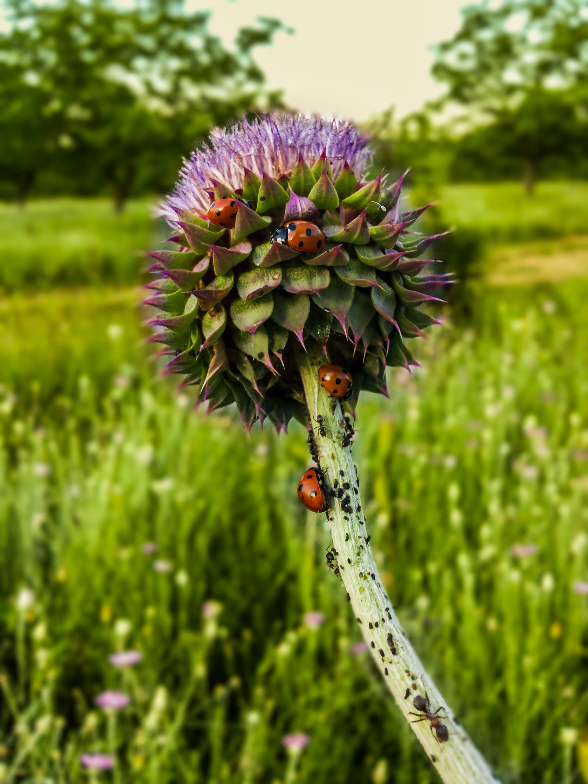 gallery-photo